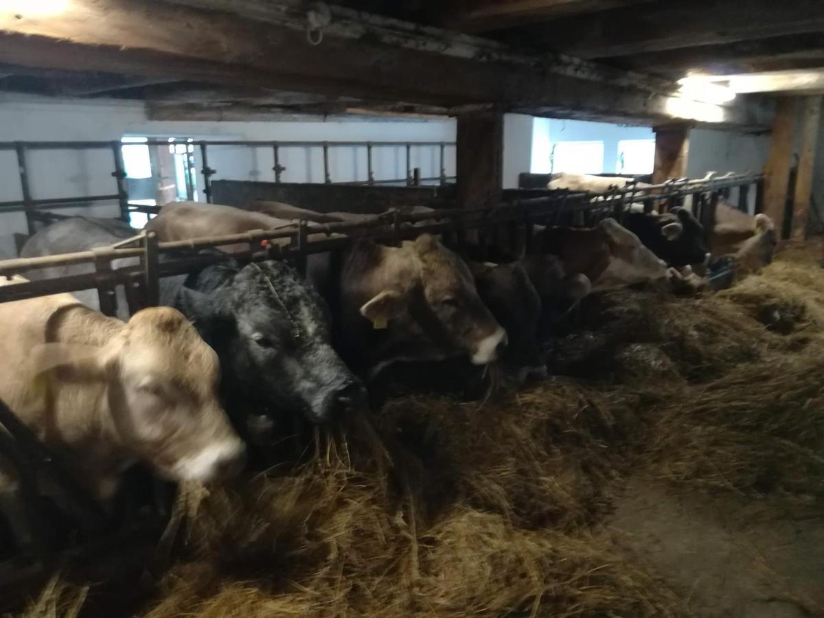 Familienbauernhof Imitz, Ferienwohnung Spital Am Pyhrn Exteriör bild