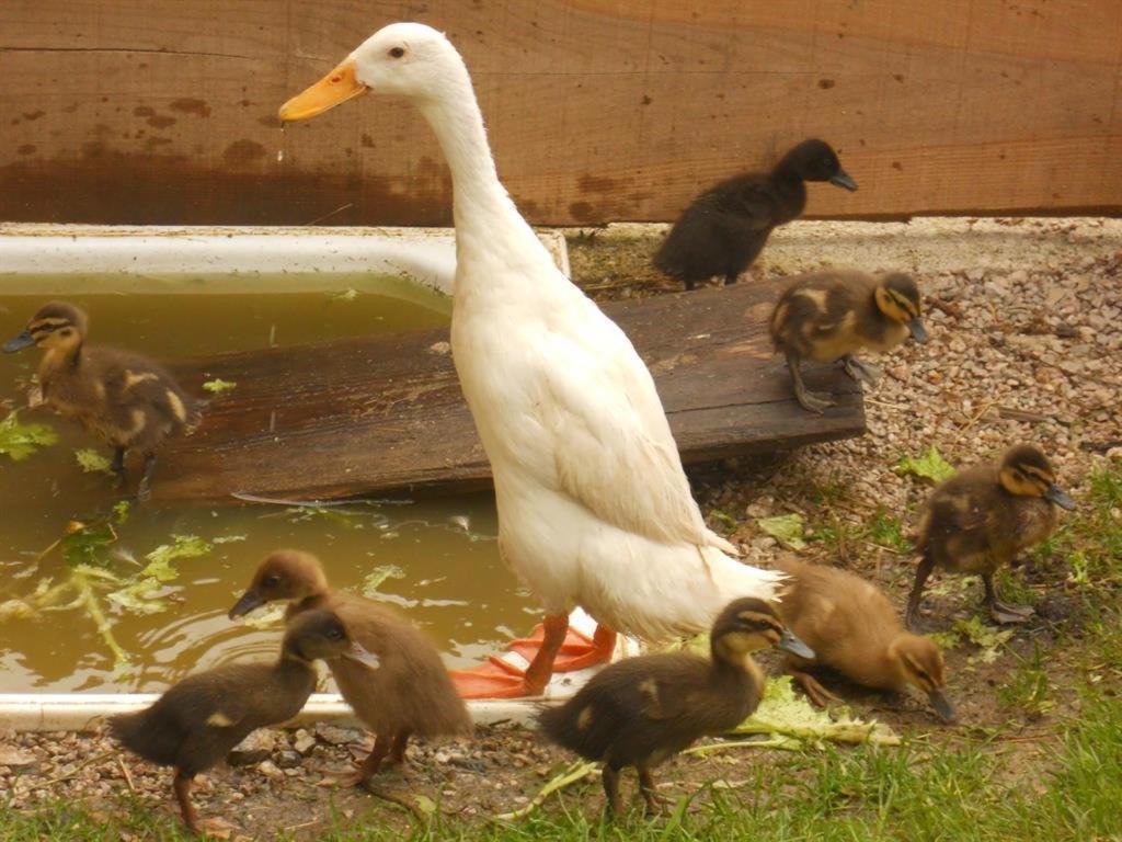 Familienbauernhof Imitz, Ferienwohnung Spital Am Pyhrn Exteriör bild
