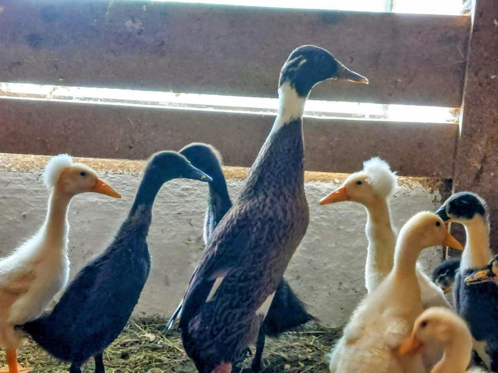 Familienbauernhof Imitz, Ferienwohnung Spital Am Pyhrn Exteriör bild